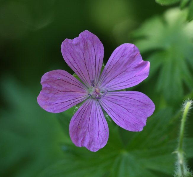 Geranium sanguineum